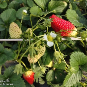 天仙醉草莓苗价格、天仙醉草莓苗亩栽多少课