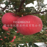 矮化秦脆蘋(píng)果苗零售價(jià) 矮化魯麗蘋(píng)果苗幾年結(jié)果 哪里有蘋(píng)果樹(shù)苗