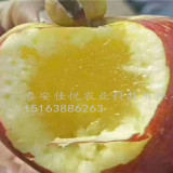 矮化魯麗蘋(píng)果苗 哪里有密植魯麗蘋(píng)果苗多少錢(qián)一棵