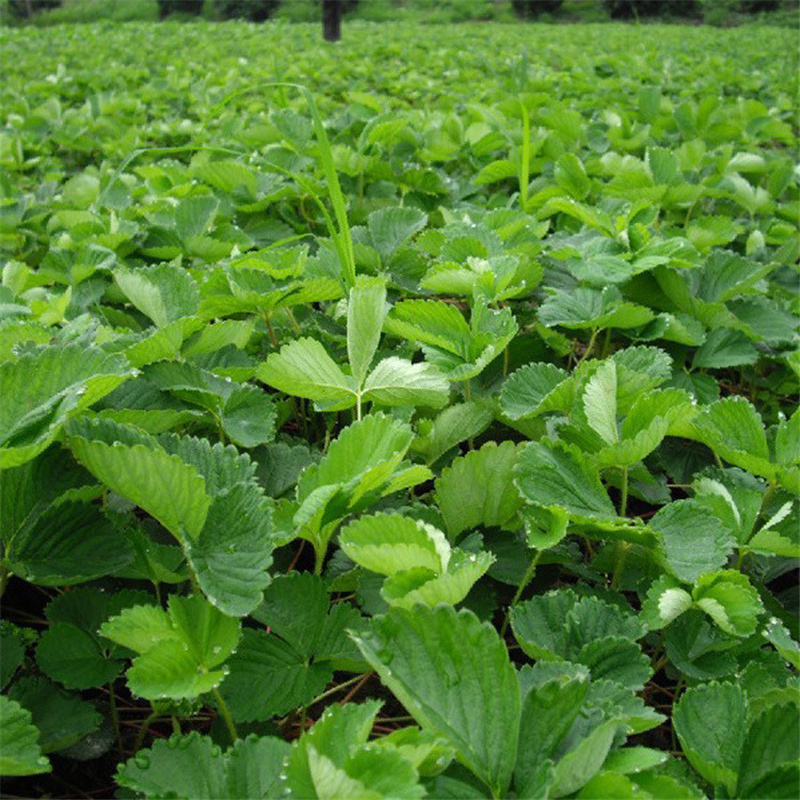 基地批发红颜草莓苗 奶油草莓苗价格 量大包邮