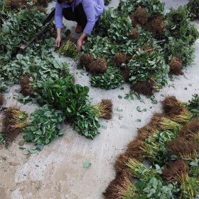 小白草莓苗品种介绍 越心草莓苗价格 保湿邮寄