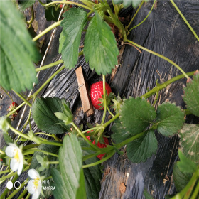 基地批發(fā)紅顏草莓苗 越心草莓苗價(jià)格 根系發(fā)達(dá)