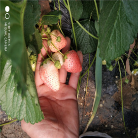 基地供应甜宝草莓苗 小白草莓苗厂家直销 根系发达