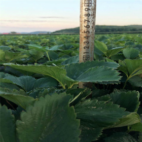 基地批发红颜草莓苗 奶油草莓苗价格 量大包邮