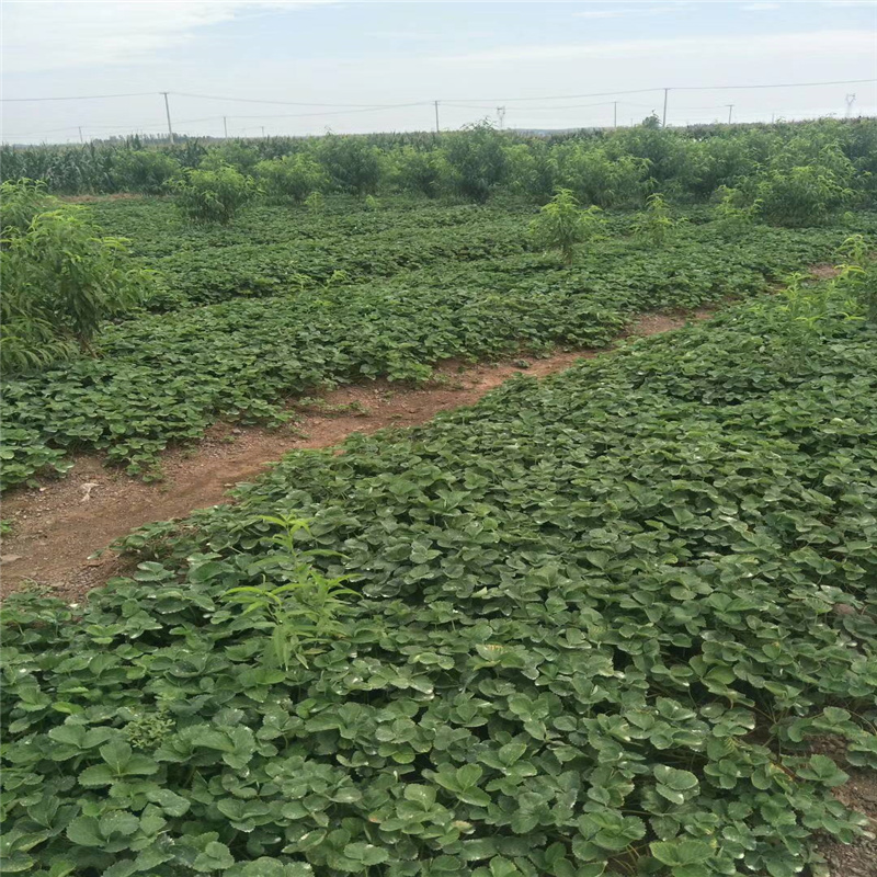 基地供应法兰地草莓苗 妙香草莓苗大量供应 保湿邮寄