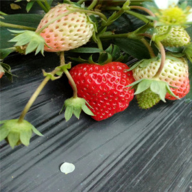 小白草莓苗品种介绍 奶油草莓苗价格 保湿邮寄