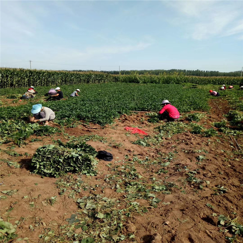 基地供应法兰地草莓苗 妙香草莓苗大量供应 保湿邮寄