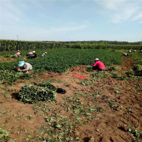 基地批发甜查理草莓苗 奶油草莓苗价格 包成活