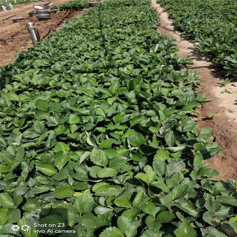 基地供应法兰地草莓苗 妙香草莓苗大量供应 保湿邮寄