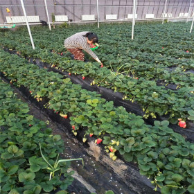 奶油草莓苗基地批发 小白草莓苗厂家直销 根系发达