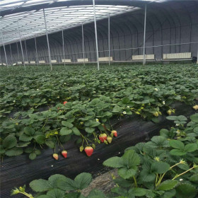 基地供应法兰地草莓苗 小白草莓苗厂家直销 品种纯正