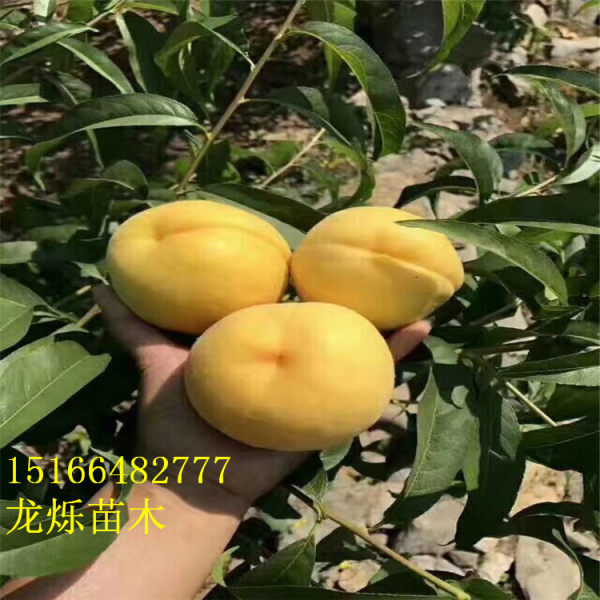 黄金蜜0号黄桃苗