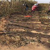 翠玉梨树苗种植基地  早熟梨苗价格 山东梨苗