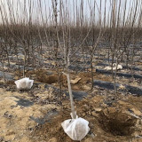 苹果苗多少钱一棵 红肉苹果树苗哪里卖 苹果树苗价格