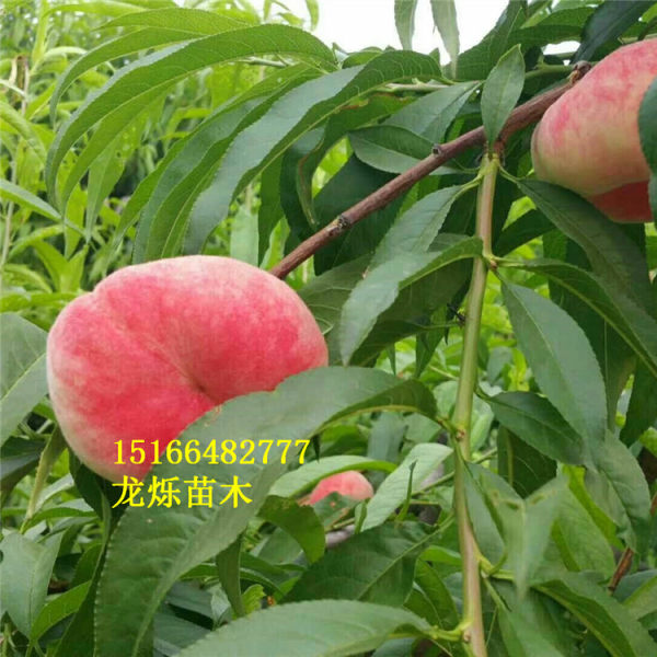 瑞蟠24號(hào)蟠桃苗