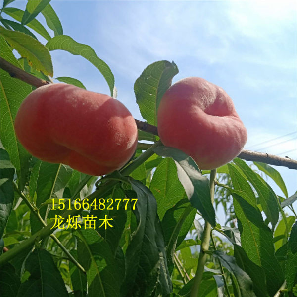 瑞蟠24號(hào)蟠桃苗