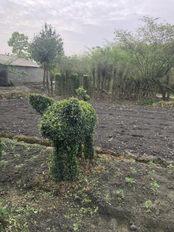 小葉女貞植物造型