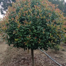 高杆红叶石楠球价格 江苏高杆红叶石楠种植基地