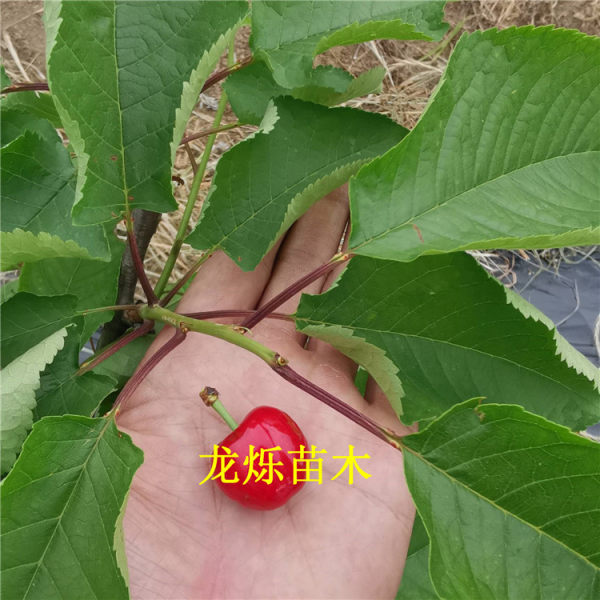 福星大樱桃苗