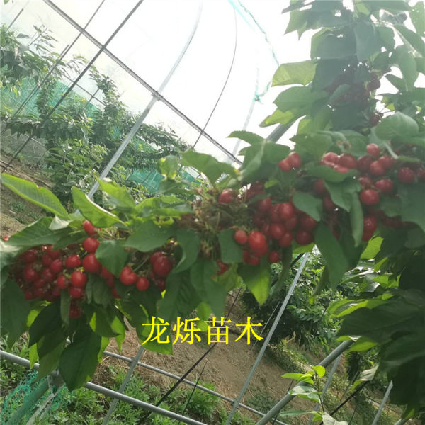 福星大樱桃苗