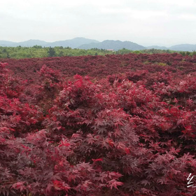 紅楓小苗｜一年紅楓苗｜當(dāng)年紅楓苗｜紅楓樹苗