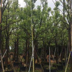 福建香樟树种植基地 福建漳州香樟树苗