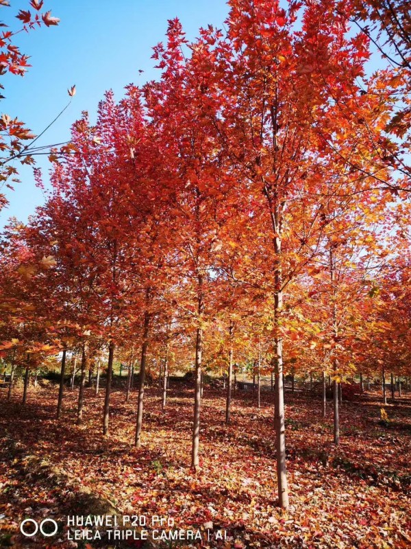 美國紅楓