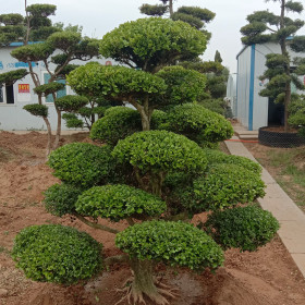 小叶女贞造型树价格 小叶女贞造型批发基地