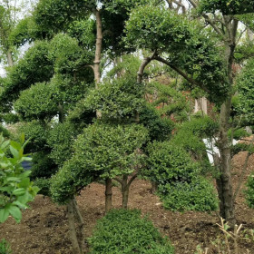 小叶女贞造型树价格 小叶女贞造型批发基地