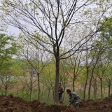 朴树苗木价格 江苏宿迁朴树种植基地出售