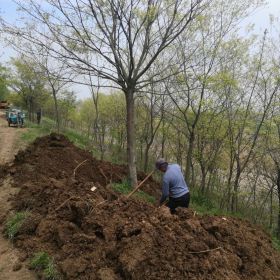 16公分朴树价格 行情 江苏朴树基地批发出售