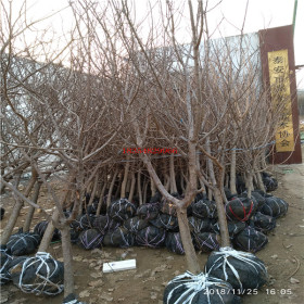 3公分梨树苗种植基地 哪里有卖3.4公分梨树苗