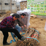 波爾娜櫻桃樹(shù)苗 先鋒櫻桃苗報(bào)價(jià)波爾娜櫻桃樹(shù)苗哪里便宜