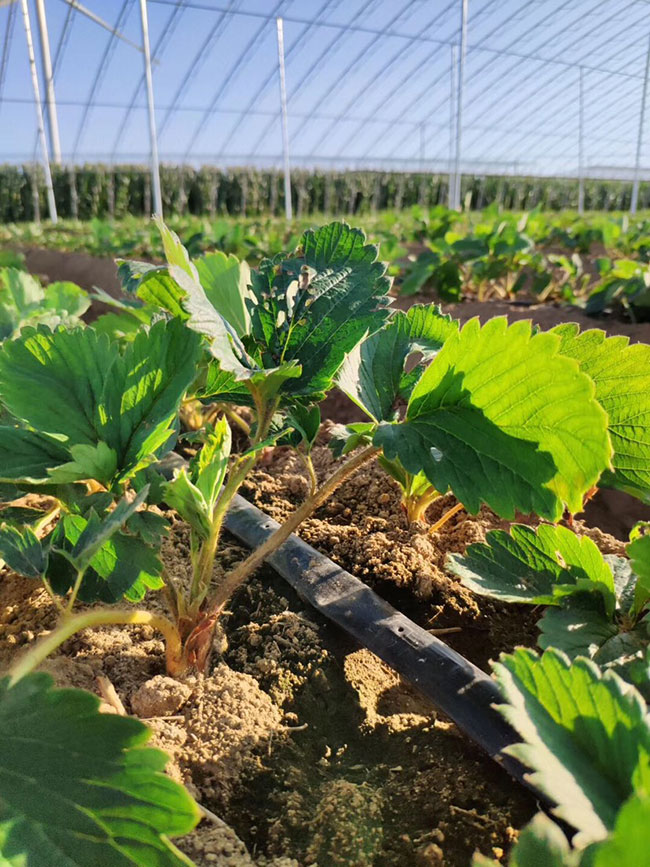 黔莓1号草莓苗介绍 批发便宜越丽草莓苗