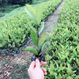 哪里有賣龍船花 龍船花多少錢一棵