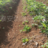 新疆草莓苗基地，牛奶草莓苗价格