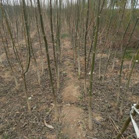 核桃树苗种植技术 核桃树苗什么时间种植