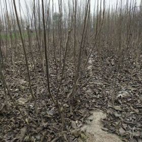 核桃树苗几月结果 河南地区种植好不好