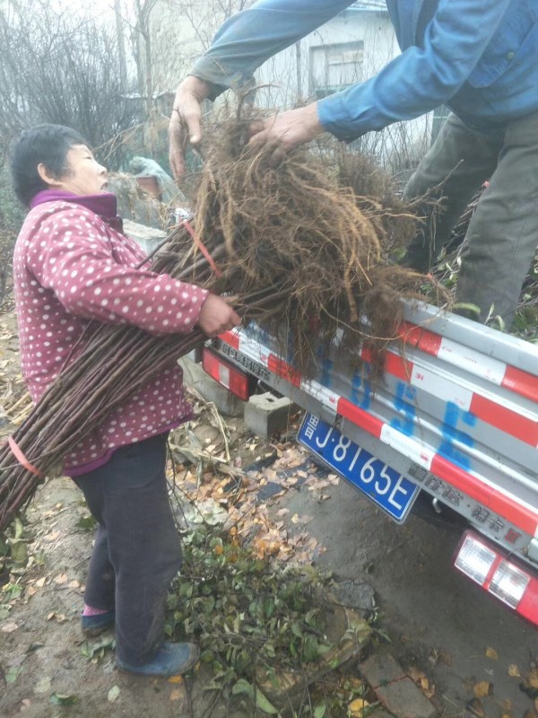 苹果树苗价格