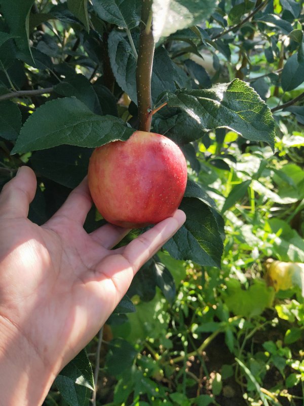 蘋果樹(shù)小苗