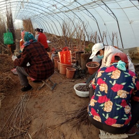 1公分苹果小苗,出售苹果苗价格,山东苹果小苗基地