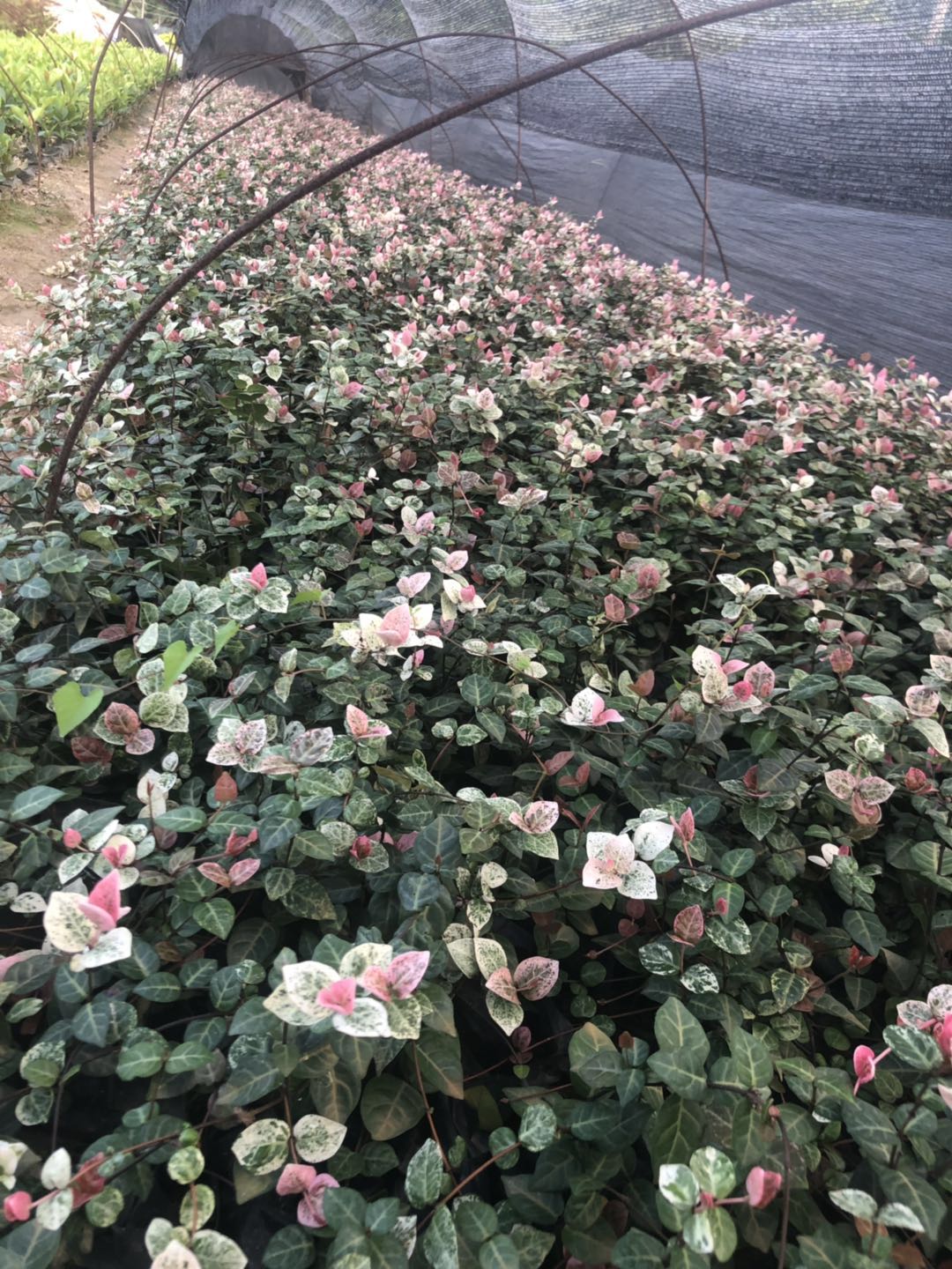 花葉絡石袋苗批發 精品花葉絡石苗 漳州基地專供