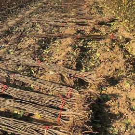 玉露香梨树苗多少钱 玉露香梨树苗价格 玉露香梨树苗介绍