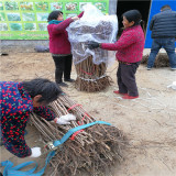 塔玛拉樱桃苗简介 塔玛拉樱桃苗批发基地 鲁樱1号樱桃苗