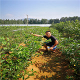 沙王樱桃苗 1年生沙王樱桃苗价格 沙王樱桃苗种植方法