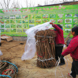 佳红樱桃苗 佳红樱桃苗栽植新技术 佳红樱桃苗批发基地