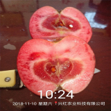 山東紅肉蘋果苗價(jià)位 2020紅肉蘋果苗多少錢一棵