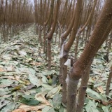 桃樹苗幾月結果 河南地區(qū)種植好不好