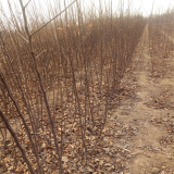 黄金帅苹果苗 华硕苹果苗 美八苹果苗 早红霞苹果树苗