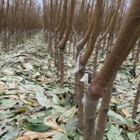 黄金蜜桃树苗 基地实生苗 黄金蜜桃树苗产量高